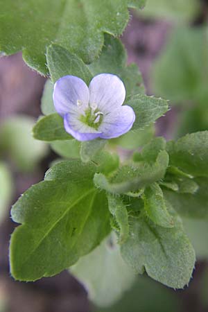 Veronica agrestis \ Acker-Ehrenpreis, D Schwarzwald, Todtnau 29.6.2008