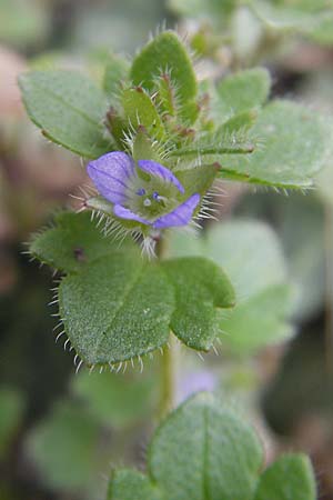 Veronica hederifolia subsp. hederifolia \ Efeublttriger Ehrenpreis / Ivy-Leaved Speedwell, D Hemsbach 30.3.2009