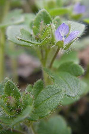 Veronica hederifolia subsp. hederifolia \ Efeublttriger Ehrenpreis / Ivy-Leaved Speedwell, D Hemsbach 30.3.2009