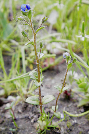 Veronica acinifolia \ Steinquendel-Ehrenpreis, Drsiger Ehrenpreis, D Wörth-Büchelberg 23.4.2009