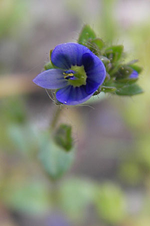 Veronica acinifolia / French Speedwell, D Wörth-Büchelberg 23.4.2009