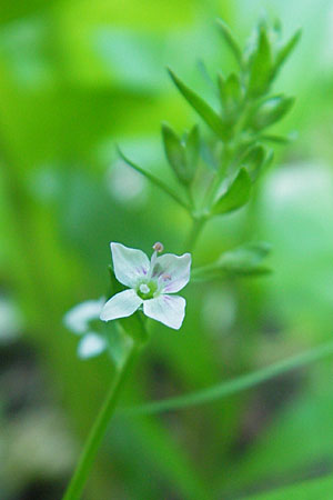 Veronica catenata \ Blasser Gauchheil-Ehrenpreis, Roter Wasser-Ehrenpreis / Pink Water Speedwell, D Groß-Gerau 31.8.2009