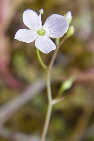 Veronica scutellata / Marsh Speedwell, D Feuchtwangen 4.7.2010