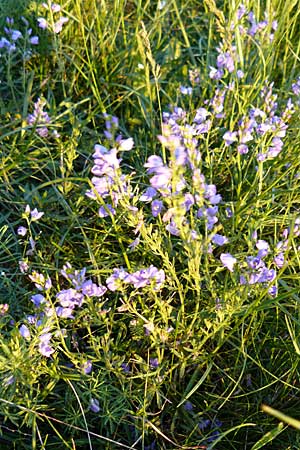 Veronica prostrata subsp. scheereri / Scheerer's Speedwell, D Nördlingen 22.5.2009