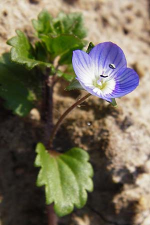 Veronica persica \ Persischer Ehrenpreis, D Neustadt an der Weinstraße 9.3.2014