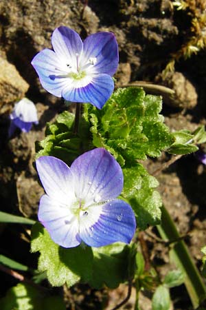 Veronica persica / Common Field Speedwell, D Neustadt an der Weinstraße 9.3.2014