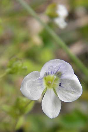 Veronica filiformis \ Faden-Ehrenpreis, D Andechs 5.5.2012