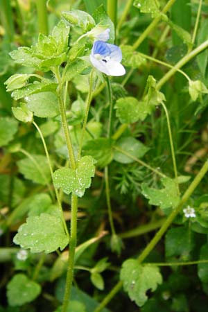 Veronica persica / Common Field Speedwell, D Gladenbach 26.4.2014