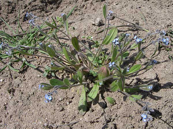 Myosotis ramosissima \ Hgel-Vergissmeinnicht / Early Forget-me-not, D Waghäusel-Wiesental 3.5.2008