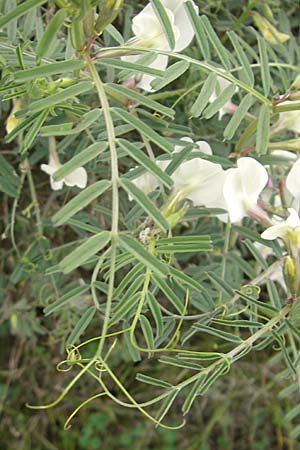 Vicia grandiflora \ Grobltige Wicke, D Neuendettelsau 9.10.2009