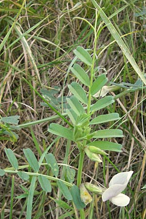 Vicia grandiflora \ Grobltige Wicke, D Neuendettelsau 9.10.2009