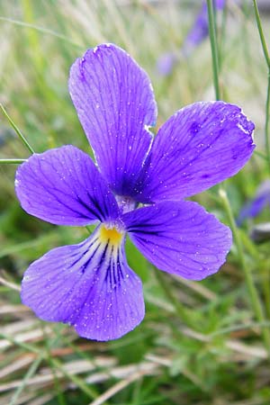 Viola guestphalica \ Violettes Galmei-Stiefmtterchen, Westflisches Galmei-Veilchen / Blue Zinc Pansy, Westphalia Pansy, D Warburg 26.4.2014