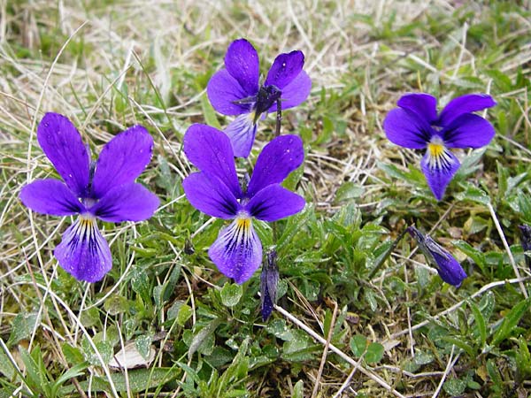 Viola guestphalica \ Violettes Galmei-Stiefmtterchen, Westflisches Galmei-Veilchen, D Warburg 26.4.2014