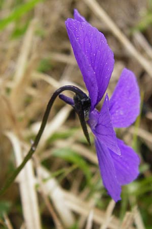 Viola guestphalica \ Violettes Galmei-Stiefmtterchen, Westflisches Galmei-Veilchen / Blue Zinc Pansy, Westphalia Pansy, D Warburg 26.4.2014