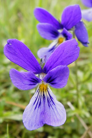 Viola guestphalica \ Violettes Galmei-Stiefmtterchen, Westflisches Galmei-Veilchen, D Warburg 26.4.2014