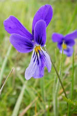 Viola guestphalica \ Violettes Galmei-Stiefmtterchen, Westflisches Galmei-Veilchen / Blue Zinc Pansy, Westphalia Pansy, D Warburg 26.4.2014