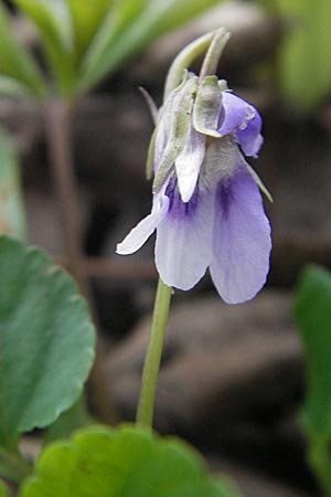 Viola x cluniensis \ Veilchen-Hybride / Hybrid Violet, D Durmersheim 31.3.2010