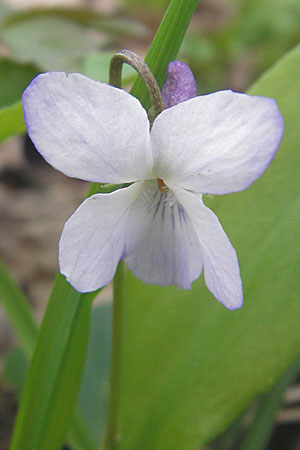 Viola x cluniensis \ Veilchen-Hybride, D Durmersheim 31.3.2010