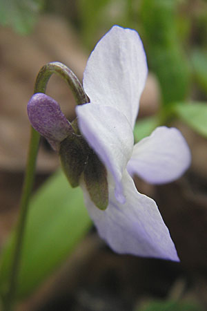 Viola x cluniensis \ Veilchen-Hybride / Hybrid Violet, D Durmersheim 31.3.2010
