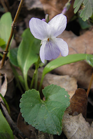 Viola x cluniensis \ Veilchen-Hybride / Hybrid Violet, D Durmersheim 31.3.2010