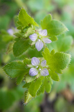 Veronica hederifolia subsp. hederifolia \ Efeublttriger Ehrenpreis / Ivy-Leaved Speedwell, D Seeheim an der Bergstraße 2.4.2011