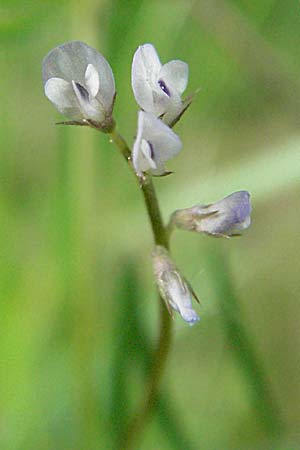 Vicia hirsuta \ Rauhaarige Wicke / Hairy Tare, D Pfalz, Landau 8.5.2006