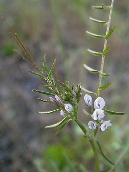 Vicia hirsuta, Rauhaarige Wicke