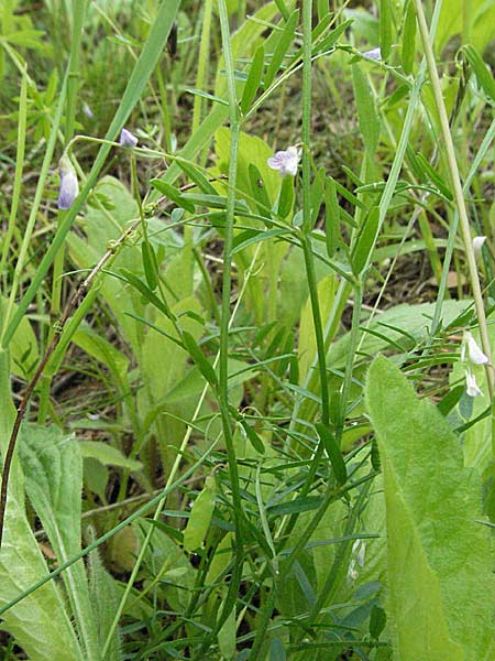 Ervum tetraspermum / Smooth Tare, D Schriesheim-Altenbach 23.5.2006