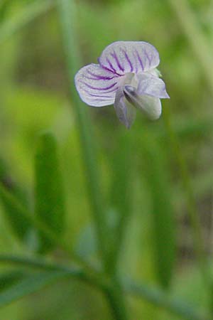 Ervum tetraspermum / Smooth Tare, D Schriesheim-Altenbach 23.5.2006