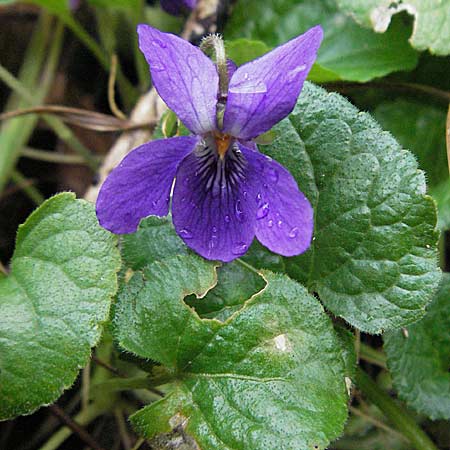 Viola odorata / Sweet Violet, D Weinheim an der Bergstraße 27.2.2007