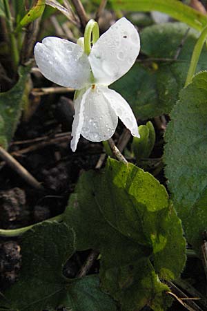 Viola alba subsp. alba, Weißes Veilchen
