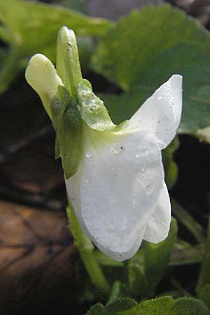 Viola alba subsp. alba \ Weies Veilchen / White Violet, D Weinheim an der Bergstraße 10.3.2007