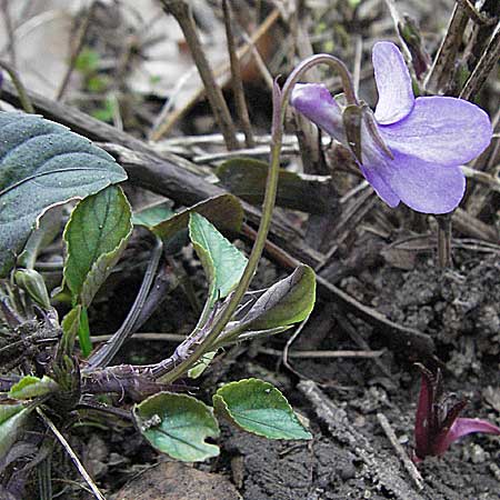 Viola reichenbachiana \ Wald-Veilchen / Early Dog Violet, D Weinheim an der Bergstraße 17.3.2007