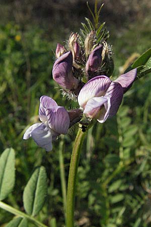 Vicia sepium \ Zaun-Wicke / Bush Vetch, D Apfelberg 14.4.2007