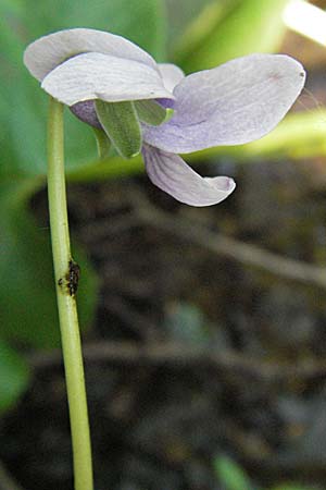 Viola palustris \ Sumpf-Veilchen / Marsh Violet, D Odenwald, Schönau 26.4.2007