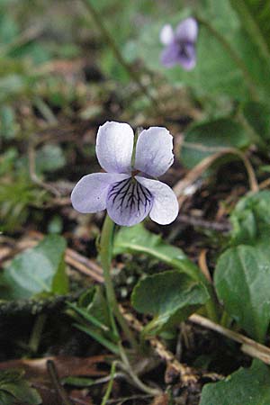 Viola palustris / Marsh Violet, D Black-Forest, Feldberg 28.4.2007