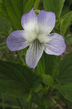 Viola elatior \ Hohes Veilchen, D Rastatt 3.5.2007