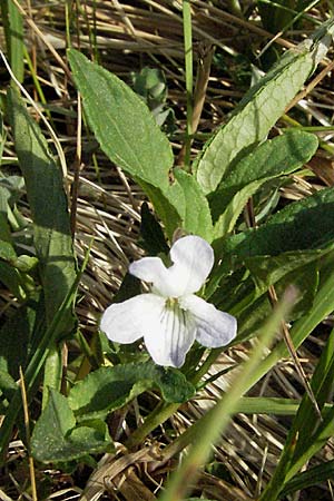 Viola persicifolia \ Pfirsichblättriges Moor-Veilchen / Fen Violet, D Rastatt 3.5.2007