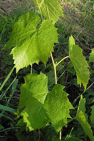 Vitis vinifera / Grape Vine, D Weinheim an der Bergstraße 8.5.2007