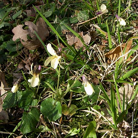 Viola odorata var. sulphurea / Sweet Violet, D Weinheim an der Bergstraße 25.3.2008