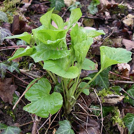 Viola mirabilis \ Wunder-Veilchen, D Ingelheim 5.4.2008