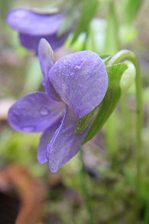 Viola mirabilis \ Wunder-Veilchen, D Ingelheim 5.4.2008