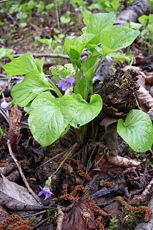 Viola mirabilis \ Wunder-Veilchen, D Ingelheim 5.4.2008