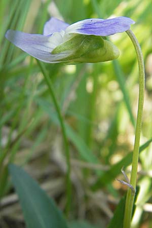 Viola pumila \ Niedriges Veilchen / Meadow Violet, D Lampertheim 15.4.2009