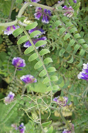 Vicia villosa \ Zottel-Wicke, Zottige Wicke, D Mannheim 3.5.2009