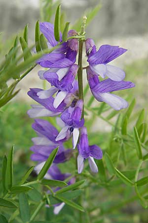 Vicia cracca \ Vogel-Wicke / Tufted Vetch, D Mannheim 6.5.2009