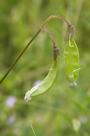 Ervum tetraspermum / Smooth Tare, D Eisenberg 28.6.2009