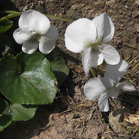 Viola suavis \ Blau-Veilchen, Duftendes Veilchen, D Tiefenthal 25.4.2010