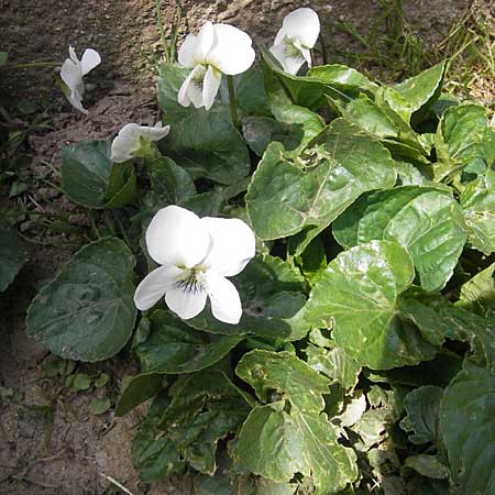 Viola suavis / Russian Violet, D Tiefenthal 25.4.2010