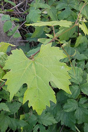 Vitis sylvestris ? \ Wilde Weinrebe, D Mannheim Mühlau-Hafen 4.10.2011